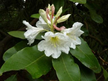 卵叶杜鹃的整形修剪和花期控制？杜鹃鸟的卵？-第6张图片-优品飞百科