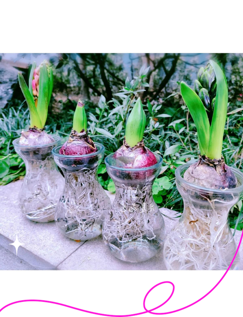 风信子黄叶的原因和处理办法,风信子叶子发黄-第2张图片-优品飞百科 风信子黄叶的原因和处理办法,风信子叶子发黄-第2张图片-优品飞百科