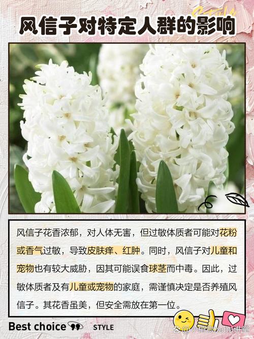 风信子黄叶的原因和处理办法,风信子叶子发黄-第4张图片-优品飞百科 风信子黄叶的原因和处理办法,风信子叶子发黄-第4张图片-优品飞百科