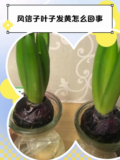 风信子黄叶的原因和处理办法,风信子叶子发黄-第5张图片-优品飞百科 风信子黄叶的原因和处理办法,风信子叶子发黄-第5张图片-优品飞百科