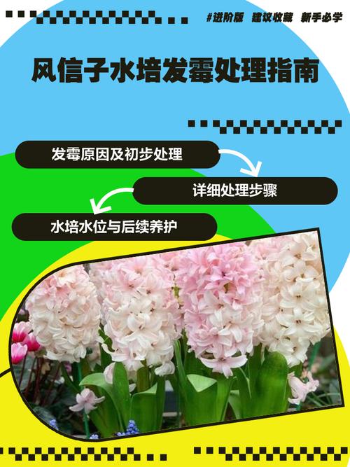 风信子黄叶的原因和处理办法,风信子叶子发黄-第6张图片-优品飞百科 风信子黄叶的原因和处理办法,风信子叶子发黄-第6张图片-优品飞百科