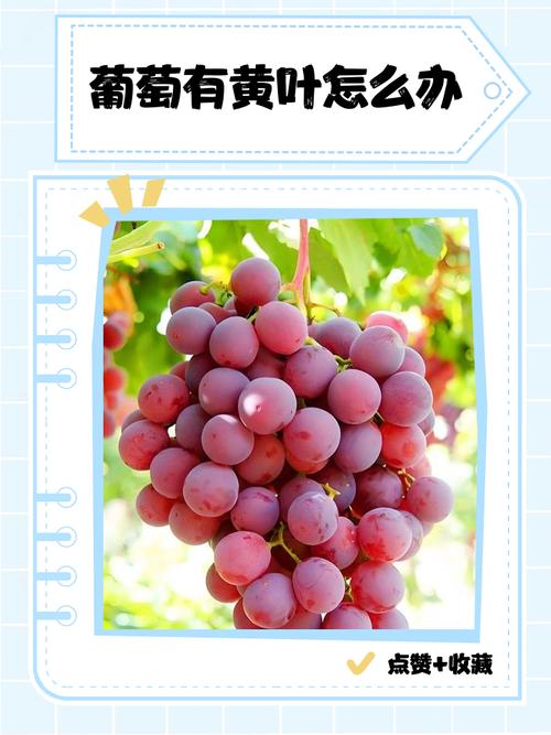 风信子黄叶的原因和处理办法,风信子叶子发黄-第7张图片-优品飞百科 风信子黄叶的原因和处理办法,风信子叶子发黄-第7张图片-优品飞百科