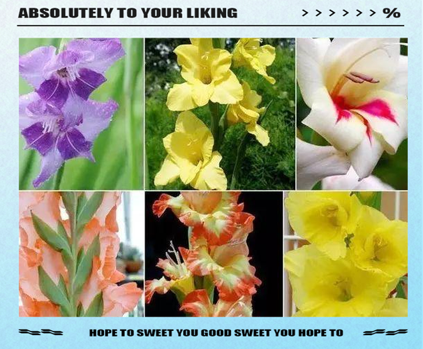 建兰和剑兰的区别,建兰和剑兰的区别图片?-第2张图片-优品飞百科 建兰和剑兰的区别,建兰和剑兰的区别图片?-第2张图片-优品飞百科