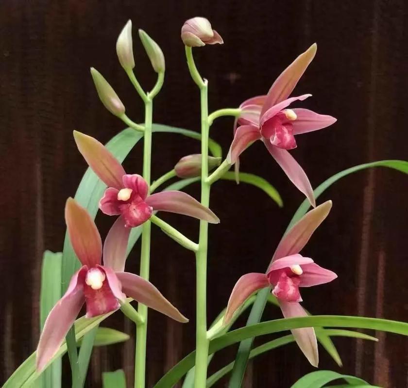 建兰和剑兰的区别,建兰和剑兰的区别图片?-第3张图片-优品飞百科 建兰和剑兰的区别,建兰和剑兰的区别图片?-第3张图片-优品飞百科