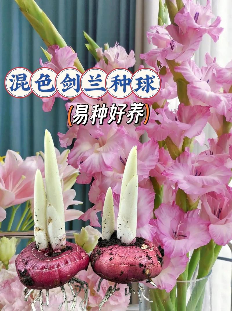 建兰和剑兰的区别,建兰和剑兰的区别图片?-第5张图片-优品飞百科 建兰和剑兰的区别,建兰和剑兰的区别图片?-第5张图片-优品飞百科