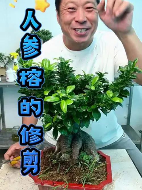 人参榕如何修剪，人参榕修剪视频？