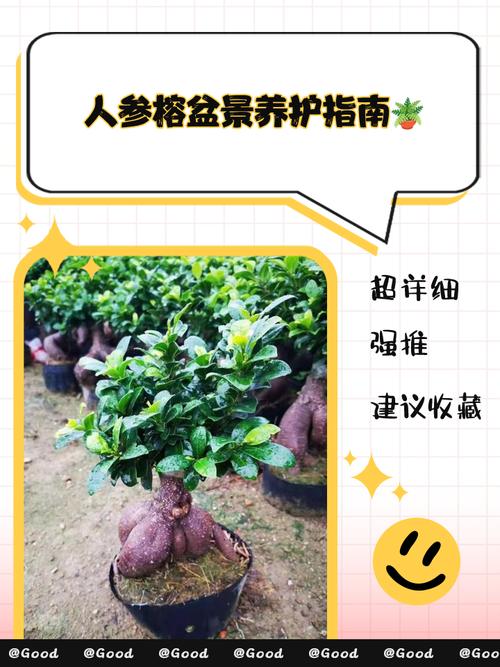 人参榕如何修剪，人参榕修剪视频？-第3张图片-优品飞百科