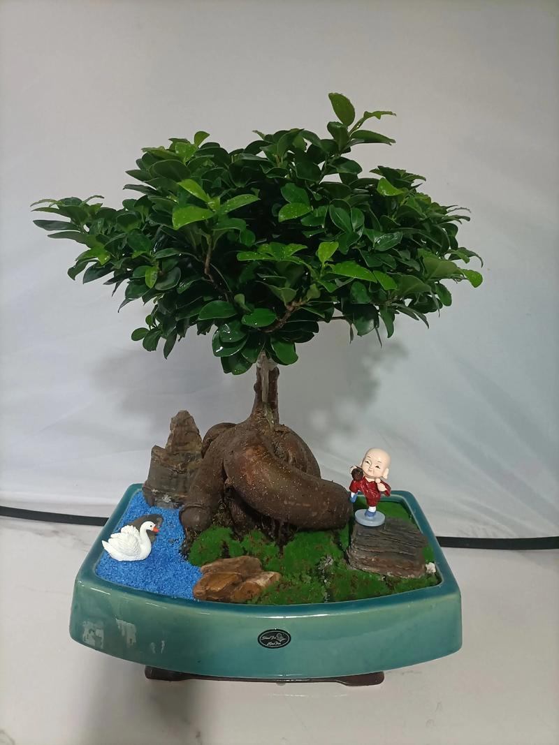 人参榕如何修剪，人参榕修剪视频？-第4张图片-优品飞百科