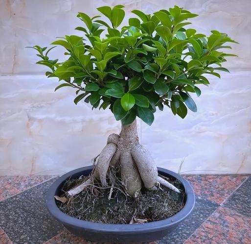 人参榕如何修剪，人参榕修剪视频？-第5张图片-优品飞百科