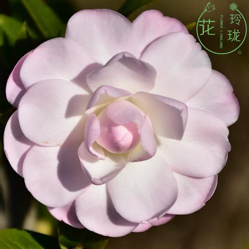 茶花换盆注意事项？茶花换盆后怎样护理？-第2张图片-优品飞百科