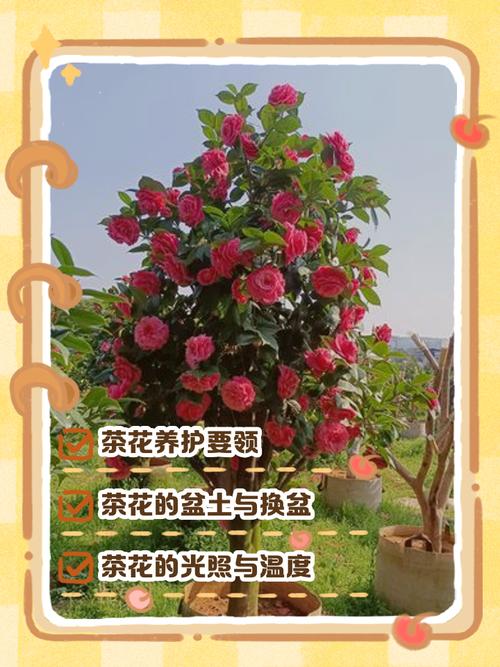 茶花换盆注意事项？茶花换盆后怎样护理？-第3张图片-优品飞百科