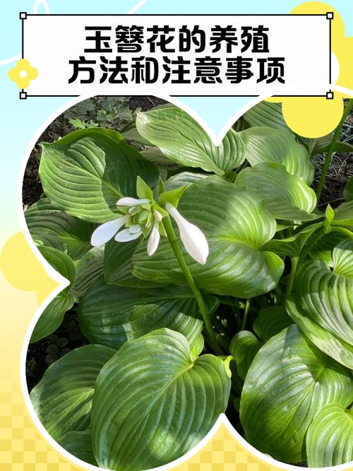 阳台如何养玉簪花，需要注意什么，养玉簪花的功效与作用-第3张图片-优品飞百科