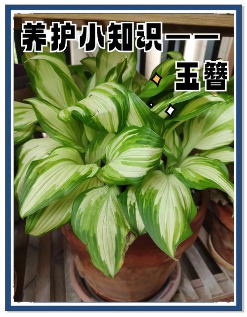 阳台如何养玉簪花，需要注意什么，养玉簪花的功效与作用-第4张图片-优品飞百科