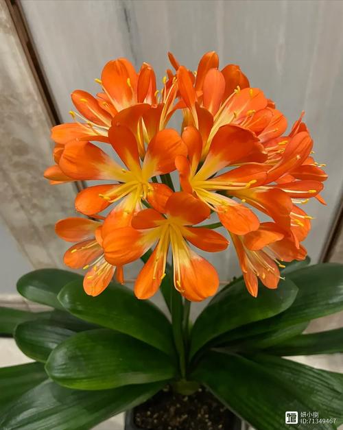 配花有哪些,配花有哪些品种?-第2张图片-优品飞百科 配花有哪些,配花有哪些品种?-第2张图片-优品飞百科