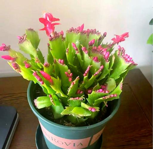 配花有哪些,配花有哪些品种?-第3张图片-优品飞百科 配花有哪些,配花有哪些品种?-第3张图片-优品飞百科