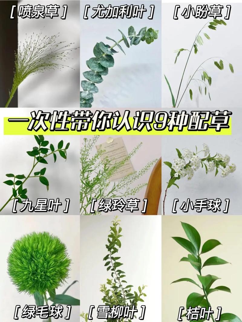 配花有哪些,配花有哪些品种?-第5张图片-优品飞百科 配花有哪些,配花有哪些品种?-第5张图片-优品飞百科