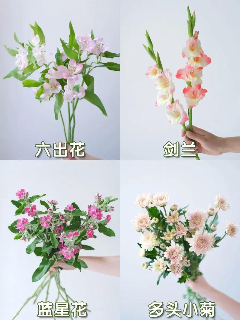 配花有哪些,配花有哪些品种?-第6张图片-优品飞百科 配花有哪些,配花有哪些品种?-第6张图片-优品飞百科