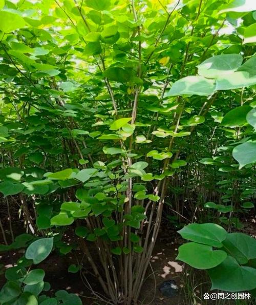 紫荆的冬天养殖禁忌?紫荆的冬天养殖禁忌有哪些?-第2张图片-优品飞百科 紫荆的冬天养殖禁忌?紫荆的冬天养殖禁忌有哪些?-第2张图片-优品飞百科