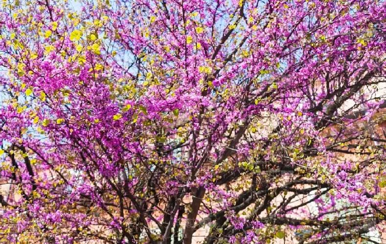 紫荆的冬天养殖禁忌?紫荆的冬天养殖禁忌有哪些?-第3张图片-优品飞百科 紫荆的冬天养殖禁忌?紫荆的冬天养殖禁忌有哪些?-第3张图片-优品飞百科