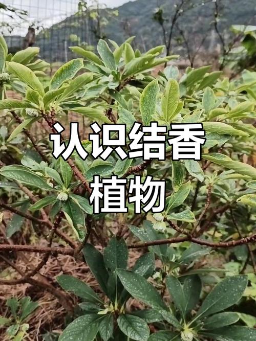 紫荆的冬天养殖禁忌?紫荆的冬天养殖禁忌有哪些?-第4张图片-优品飞百科 紫荆的冬天养殖禁忌?紫荆的冬天养殖禁忌有哪些?-第4张图片-优品飞百科