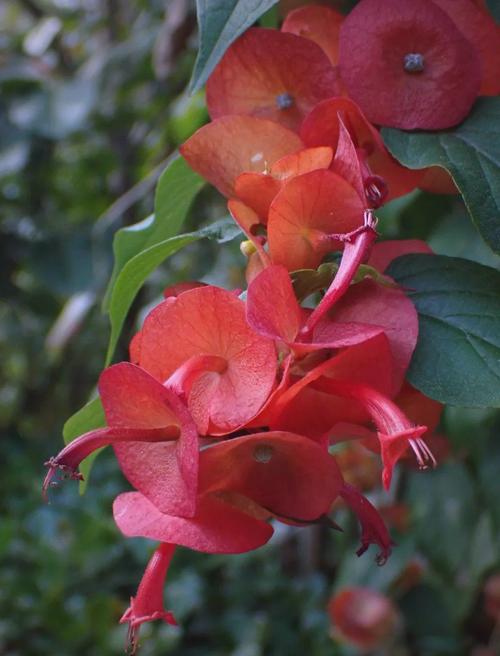 紫荆的冬天养殖禁忌?紫荆的冬天养殖禁忌有哪些?-第5张图片-优品飞百科 紫荆的冬天养殖禁忌?紫荆的冬天养殖禁忌有哪些?-第5张图片-优品飞百科