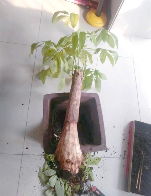 发财树栽多深，和什么搭配栽，根部种多深？发财树长多高适宜？-第1张图片-优品飞百科