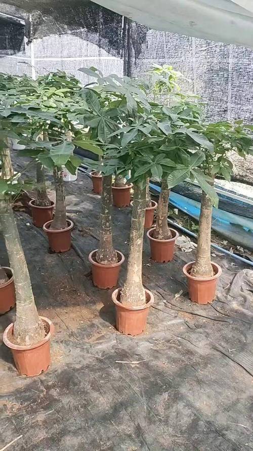 发财树栽多深，和什么搭配栽，根部种多深？发财树长多高适宜？-第2张图片-优品飞百科