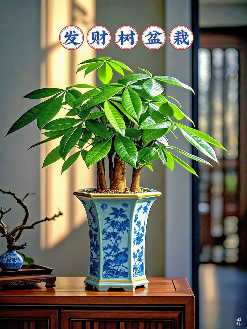 发财树栽多深，和什么搭配栽，根部种多深？发财树长多高适宜？-第4张图片-优品飞百科