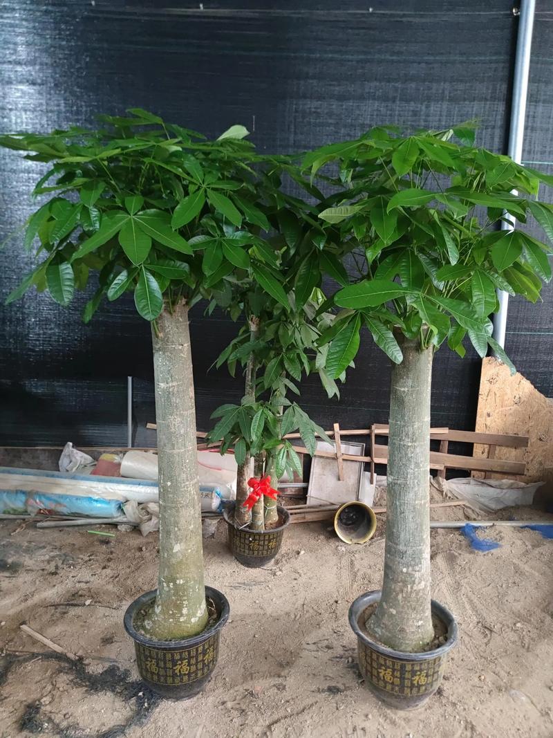 发财树栽多深，和什么搭配栽，根部种多深？发财树长多高适宜？-第5张图片-优品飞百科