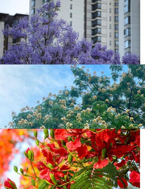 合欢花和蓝花楹的区别，合欢花和蓝花楹的区别在哪里-第3张图片-优品飞百科