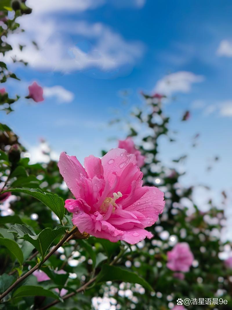 合欢花和蓝花楹的区别，合欢花和蓝花楹的区别在哪里-第4张图片-优品飞百科