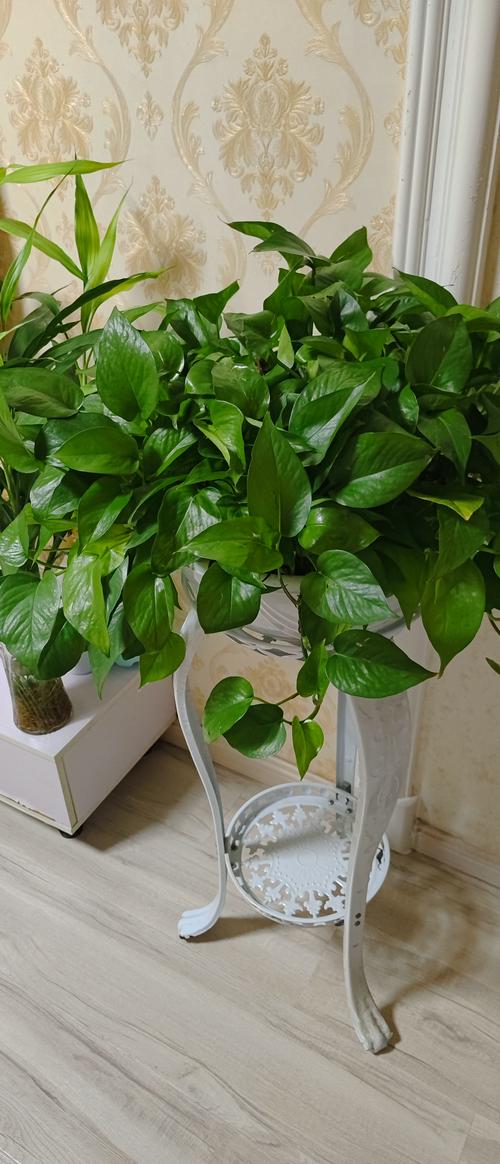 水培绿萝营养液自制方法,自制水培绿萝营养液方法原来这么简单?-第3张图片-优品飞百科 水培绿萝营养液自制方法,自制水培绿萝营养液方法原来这么简单?-第3张图片-优品飞百科