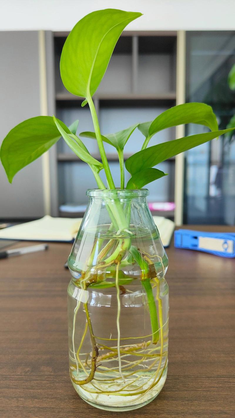 水培绿萝营养液自制方法,自制水培绿萝营养液方法原来这么简单?-第4张图片-优品飞百科 水培绿萝营养液自制方法,自制水培绿萝营养液方法原来这么简单?-第4张图片-优品飞百科