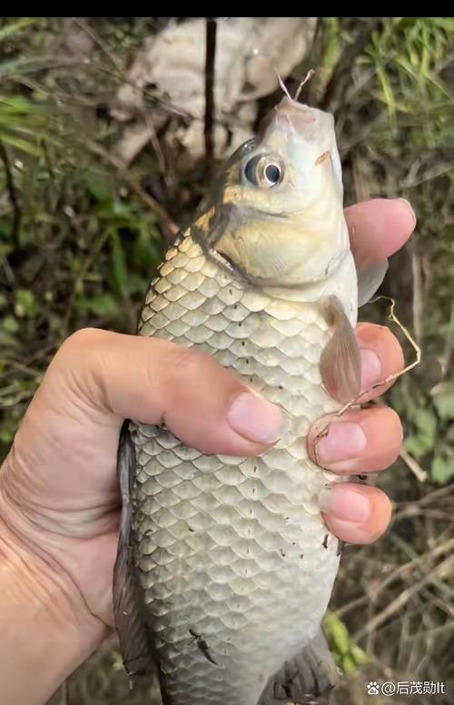 上海嘉定天气实时?上海天气嘉定天气预报?-第2张图片-优品飞百科 上海嘉定天气实时?上海天气嘉定天气预报?-第2张图片-优品飞百科