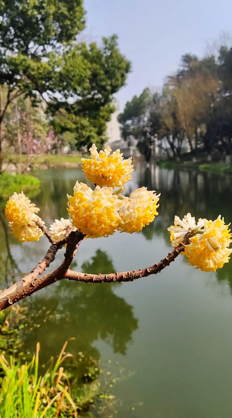 结香花有毒吗，结香花能吃吗