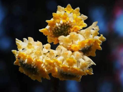 结香花有毒吗，结香花能吃吗-第2张图片-优品飞百科