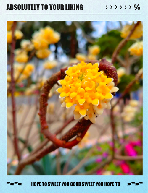 结香花有毒吗，结香花能吃吗-第3张图片-优品飞百科