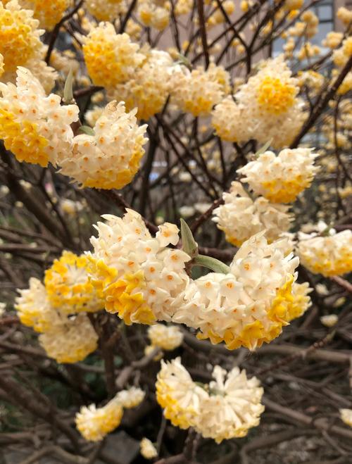 结香花有毒吗，结香花能吃吗-第4张图片-优品飞百科