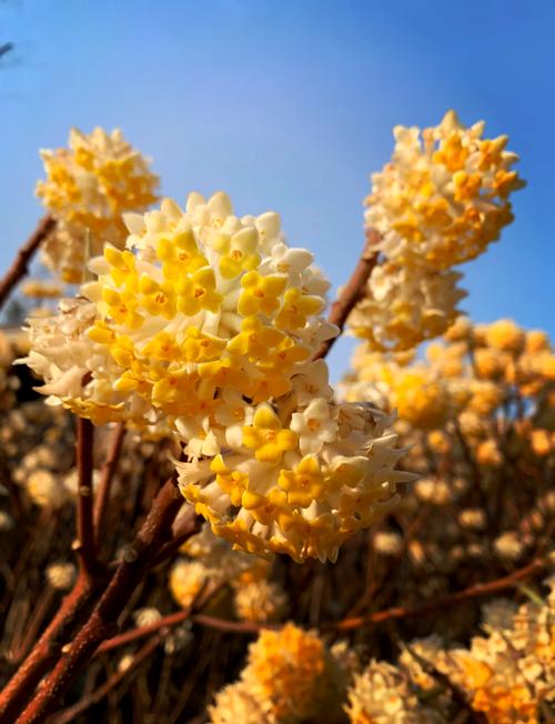 结香花有毒吗，结香花能吃吗-第5张图片-优品飞百科