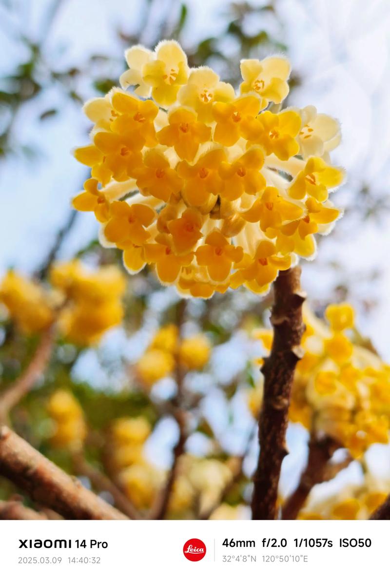 结香花有毒吗，结香花能吃吗-第6张图片-优品飞百科