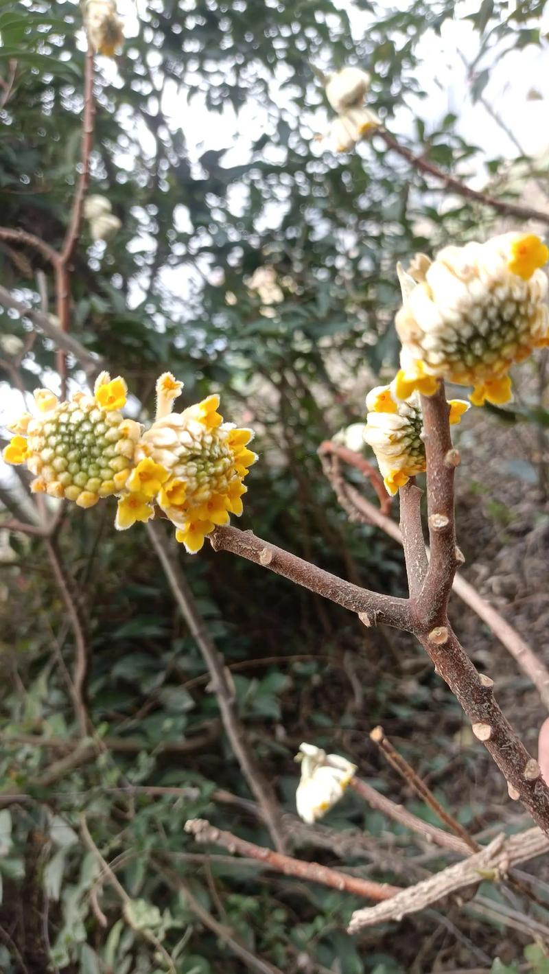 结香花有毒吗，结香花能吃吗-第7张图片-优品飞百科