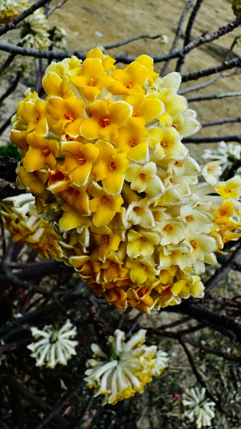 结香花有毒吗，结香花能吃吗-第8张图片-优品飞百科