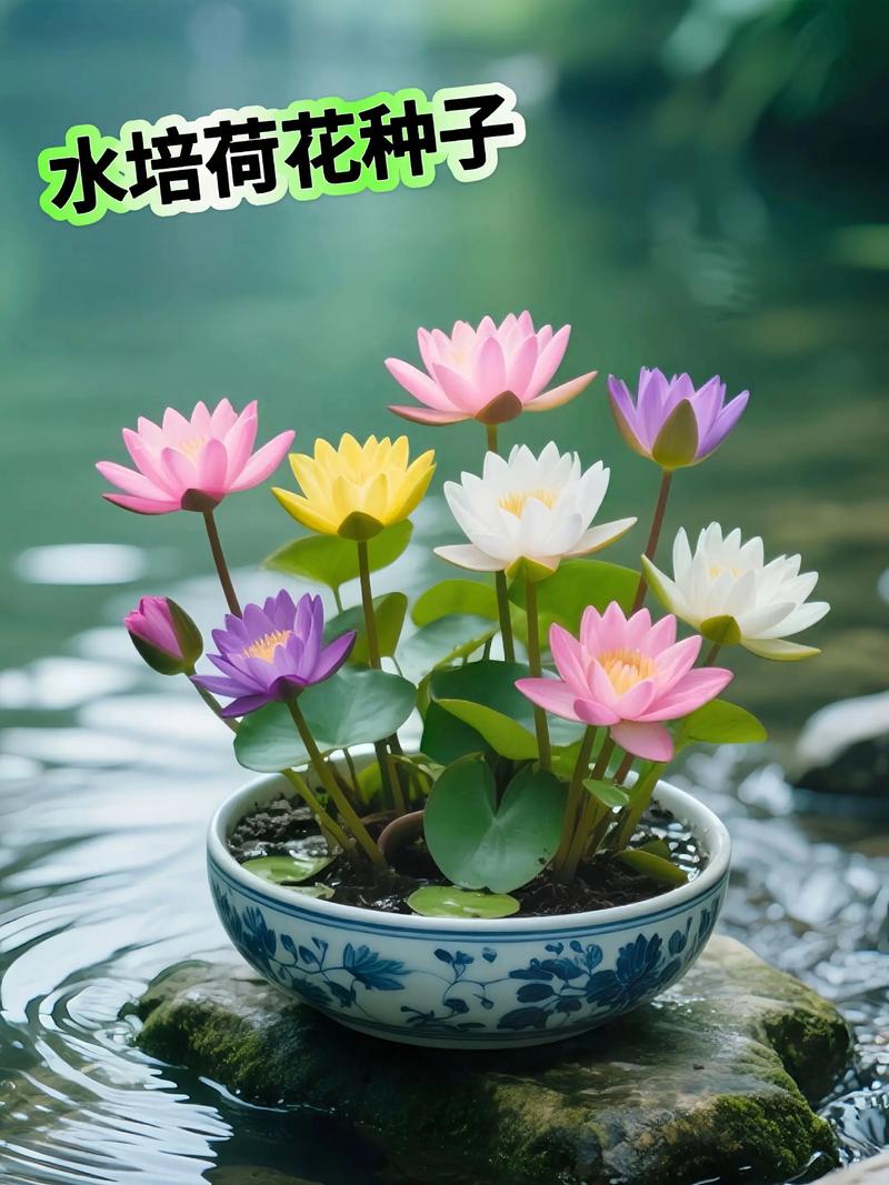 观赏荷花的种植方法,观赏荷花怎么种植花期-第2张图片-优品飞百科 观赏荷花的种植方法,观赏荷花怎么种植花期-第2张图片-优品飞百科