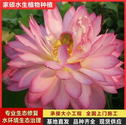 观赏荷花的种植方法,观赏荷花怎么种植花期-第4张图片-优品飞百科 观赏荷花的种植方法,观赏荷花怎么种植花期-第4张图片-优品飞百科