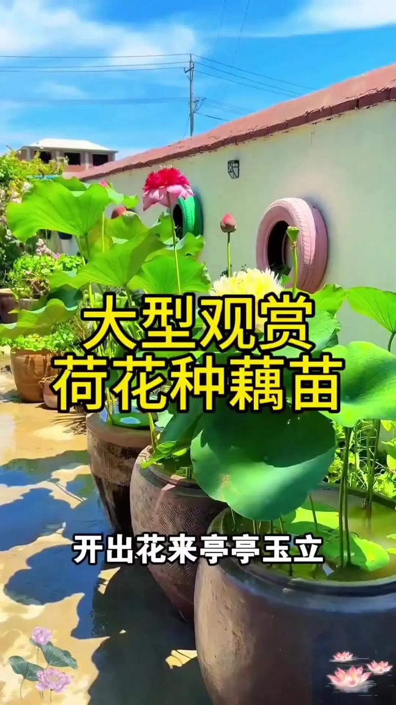 观赏荷花的种植方法,观赏荷花怎么种植花期-第8张图片-优品飞百科 观赏荷花的种植方法,观赏荷花怎么种植花期-第8张图片-优品飞百科