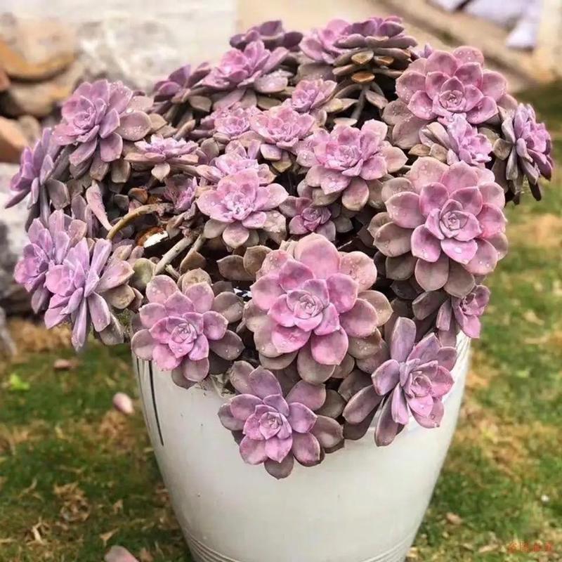 农村最不起眼的花，没人管就能美翻天？农村不常见的植物？