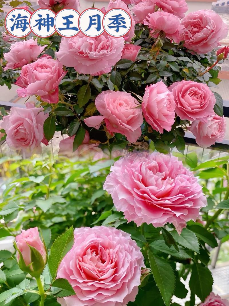 农村最不起眼的花,没人管就能美翻天?农村不常见的植物?-第3张图片-优品飞百科 农村最不起眼的花,没人管就能美翻天?农村不常见的植物?-第3张图片-优品飞百科