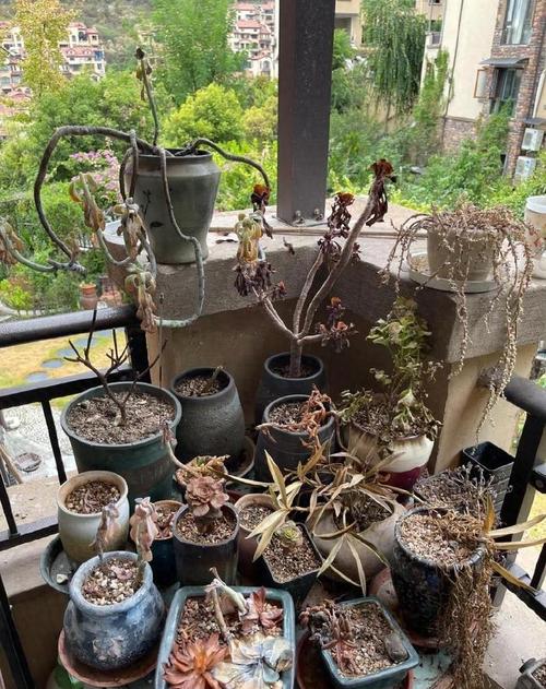 农村最不起眼的花,没人管就能美翻天?农村不常见的植物?-第4张图片-优品飞百科 农村最不起眼的花,没人管就能美翻天?农村不常见的植物?-第4张图片-优品飞百科