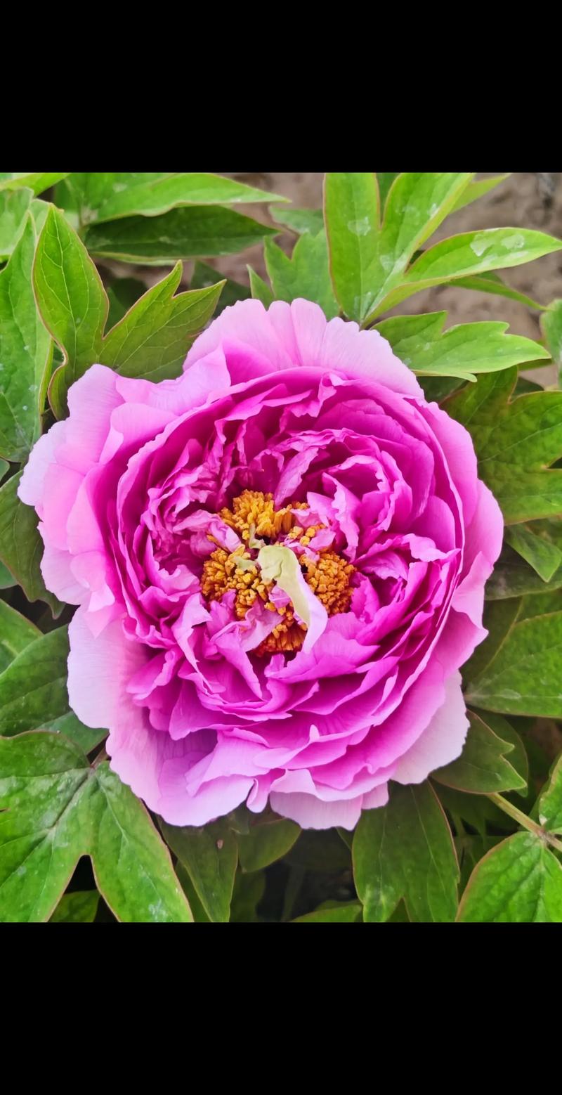 农村最不起眼的花,没人管就能美翻天?农村不常见的植物?-第6张图片-优品飞百科 农村最不起眼的花,没人管就能美翻天?农村不常见的植物?-第6张图片-优品飞百科