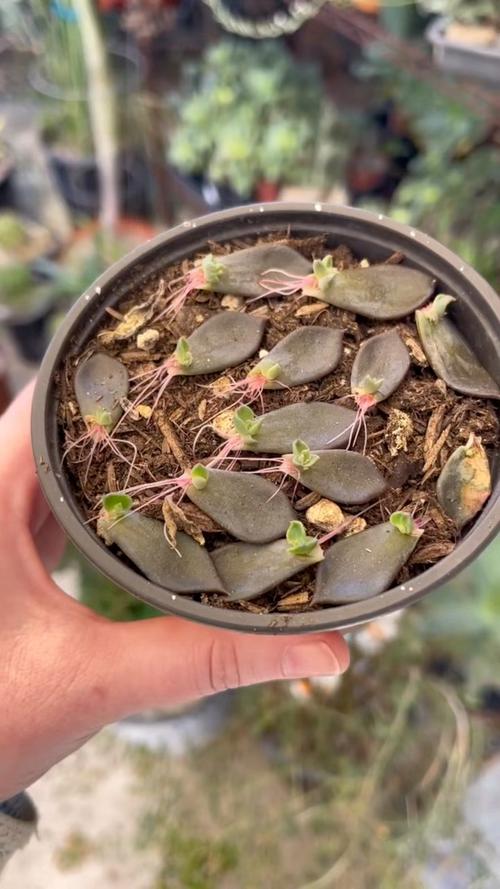 黑王子的养殖方法和注意事项?黑王子的繁殖方法?-第3张图片-优品飞百科 黑王子的养殖方法和注意事项?黑王子的繁殖方法?-第3张图片-优品飞百科